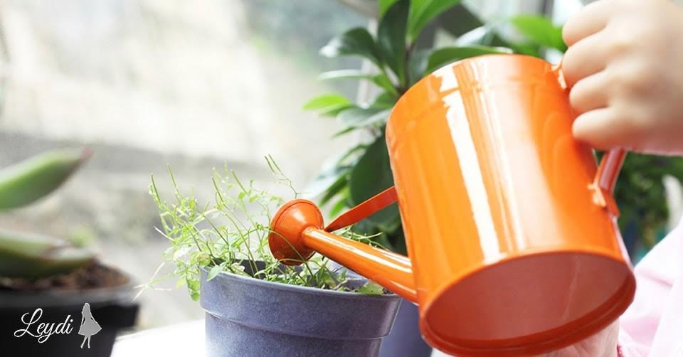 “Evin havasını təmizləyən ən təsirli 8 dibçək bitkisi